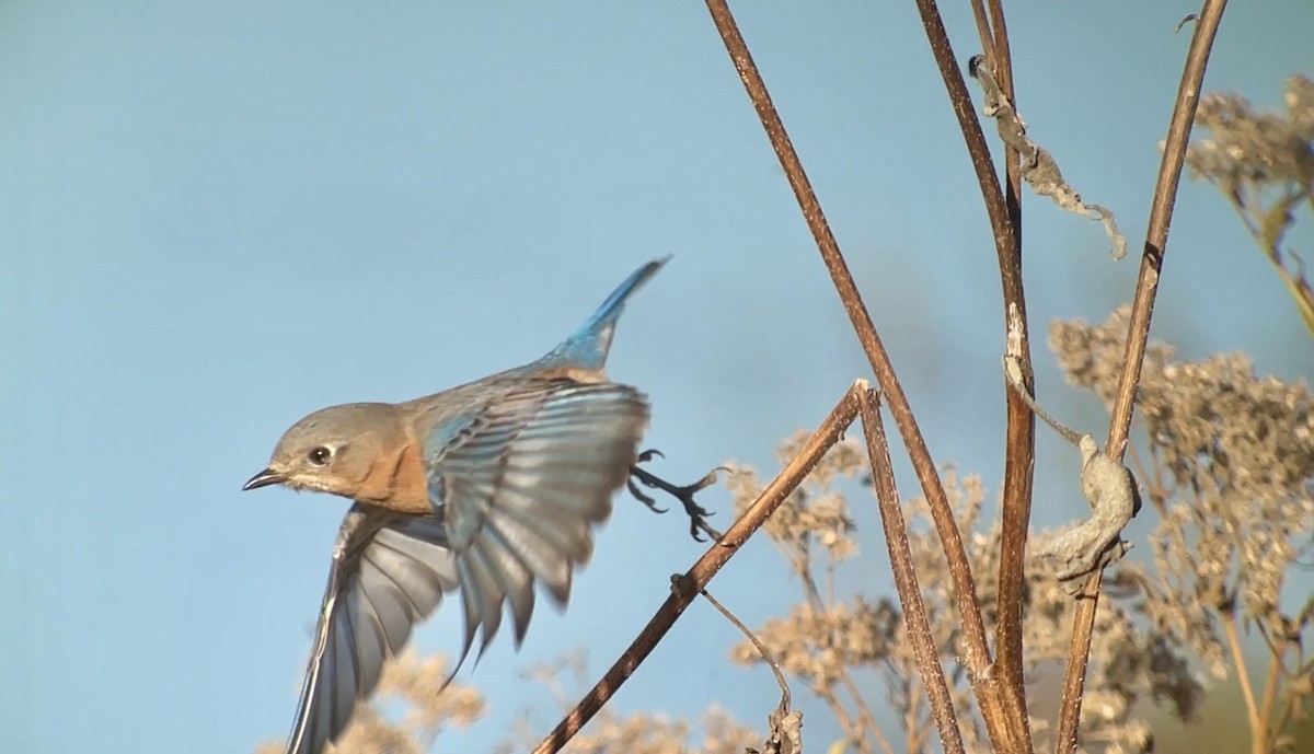 Eastern Bluebird - ML646607561