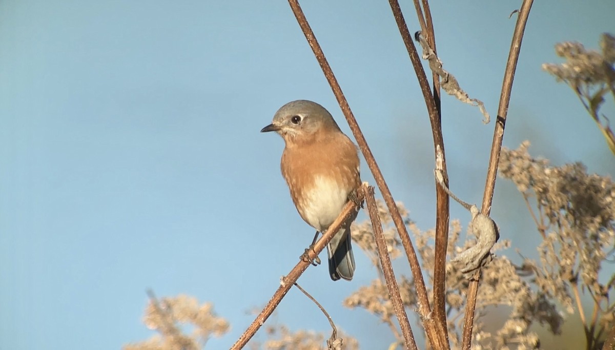 Eastern Bluebird - ML646607562