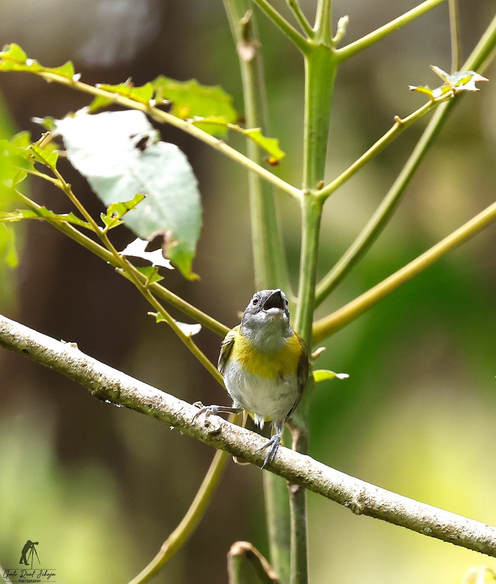 Ashy-throated Chlorospingus - ML646607563