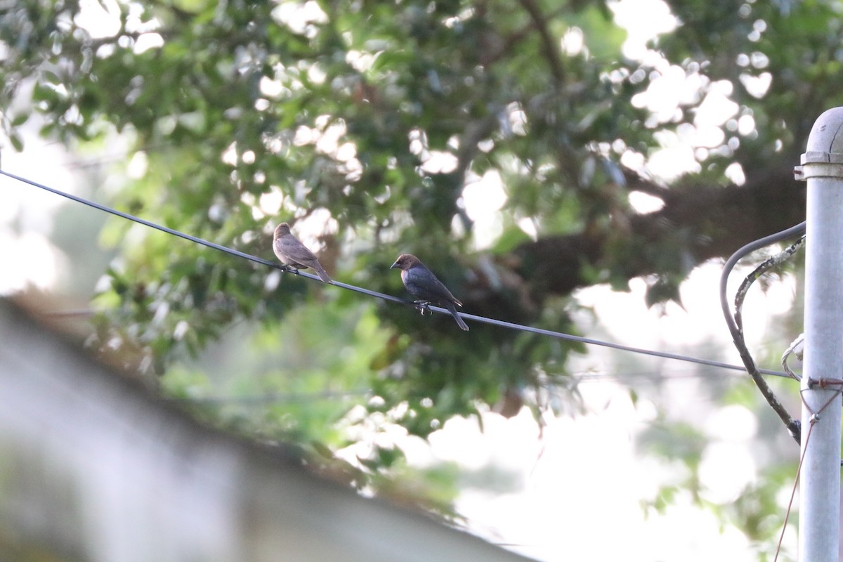 Brown-headed Cowbird - ML646607564