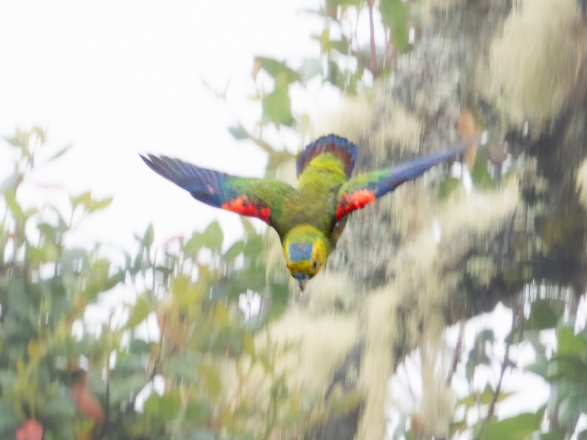 Fuertespapagei - ML646607565