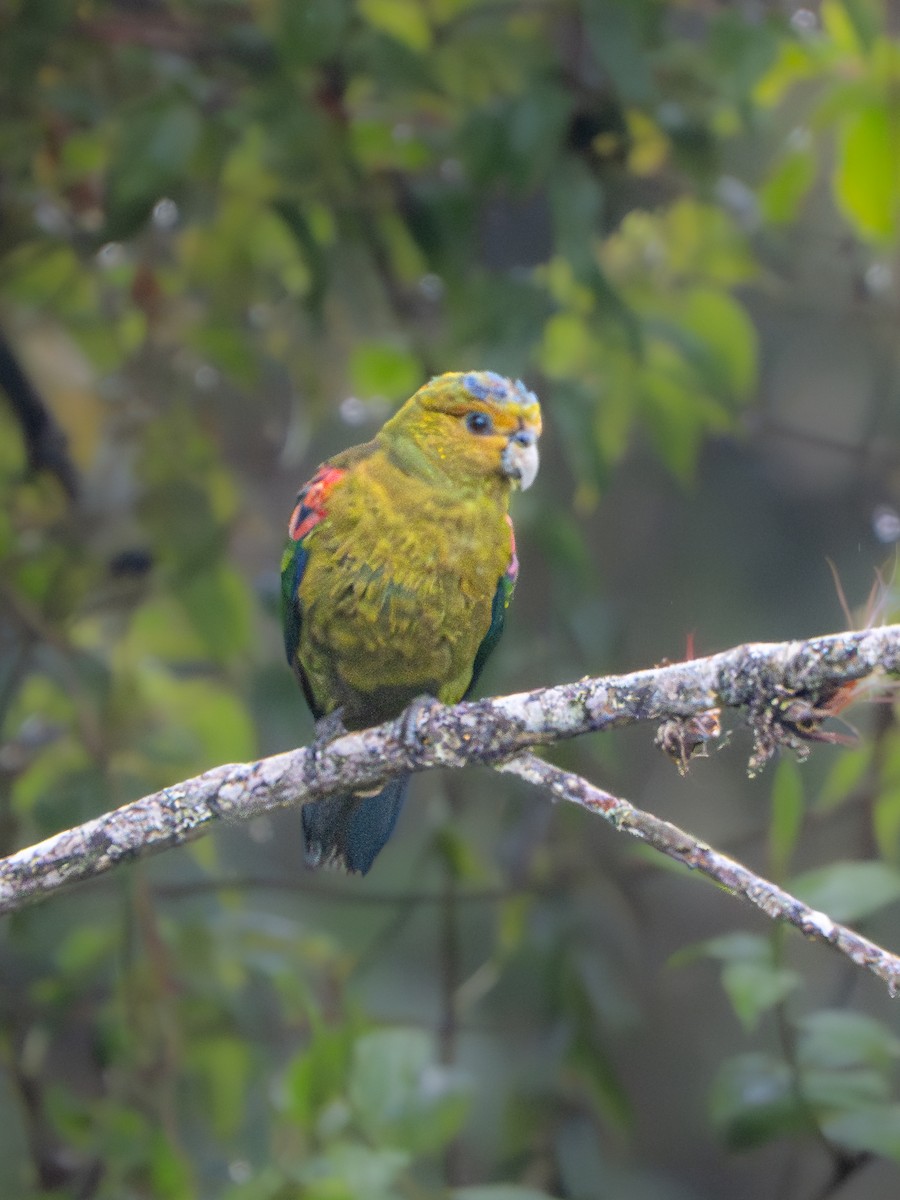 Fuertespapagei - ML646607566