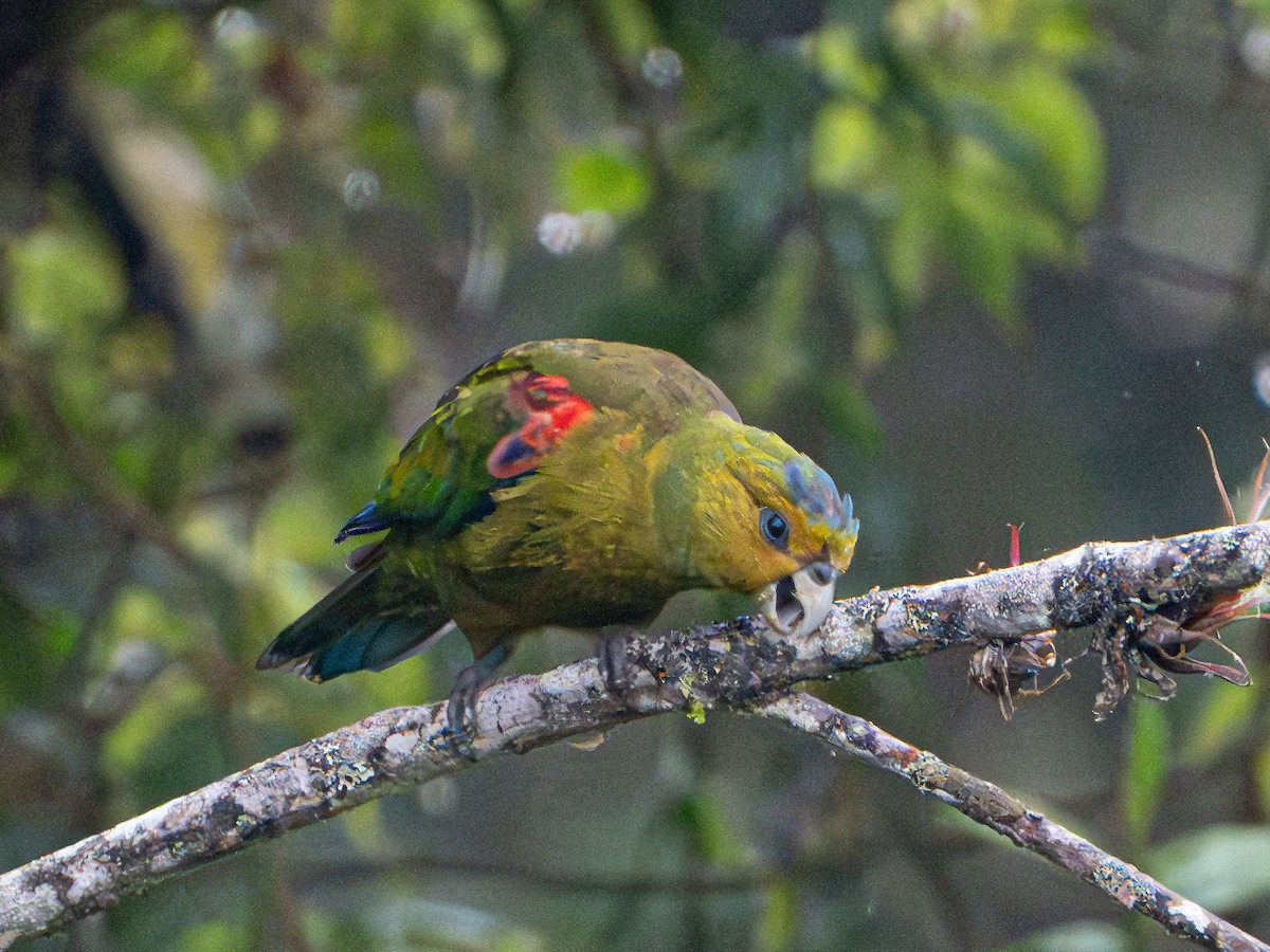 Fuertespapagei - ML646607567