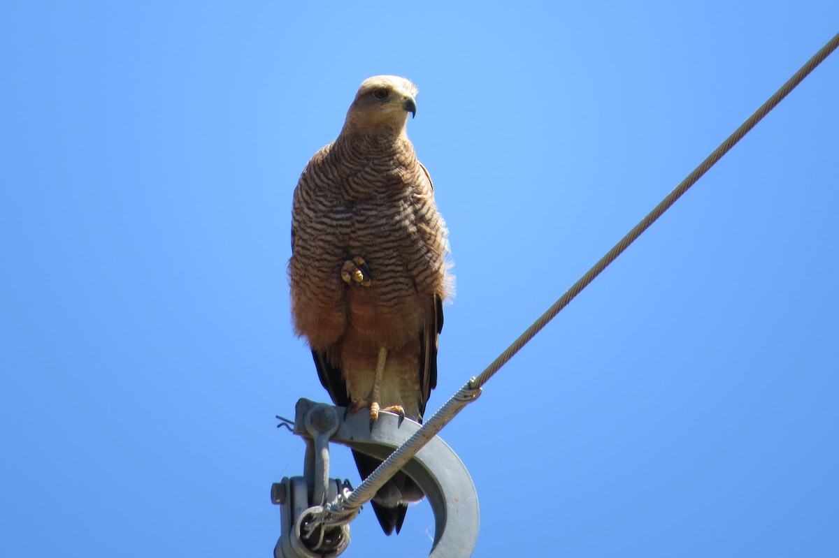 Savanna Hawk - ML646607568