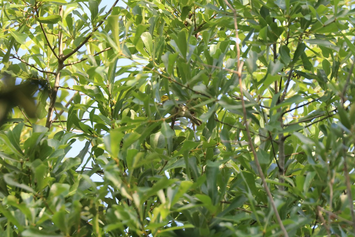 Black-throated Green Warbler - ML646607569