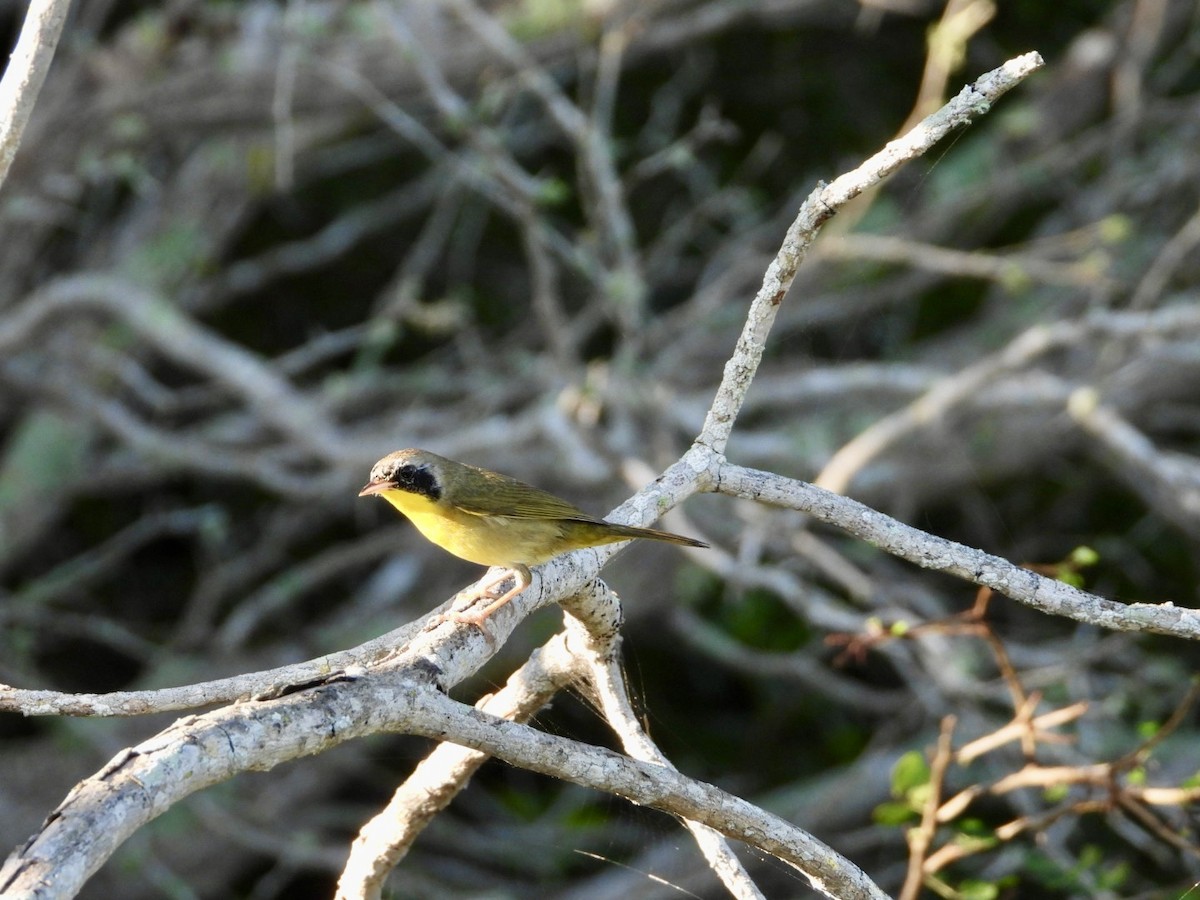 Жовтогорлик північний - ML646607571