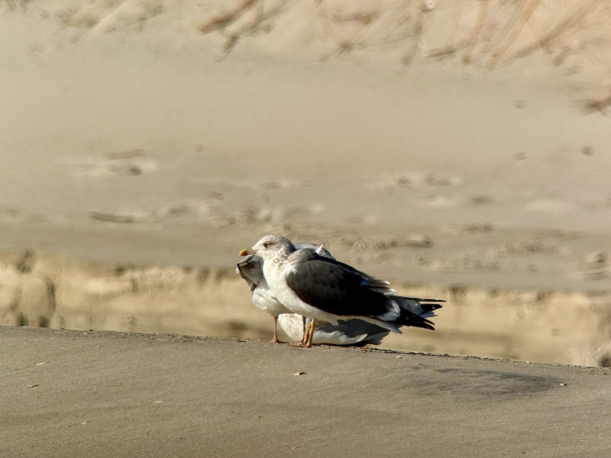 Бэсрэг цахлай - ML646607572