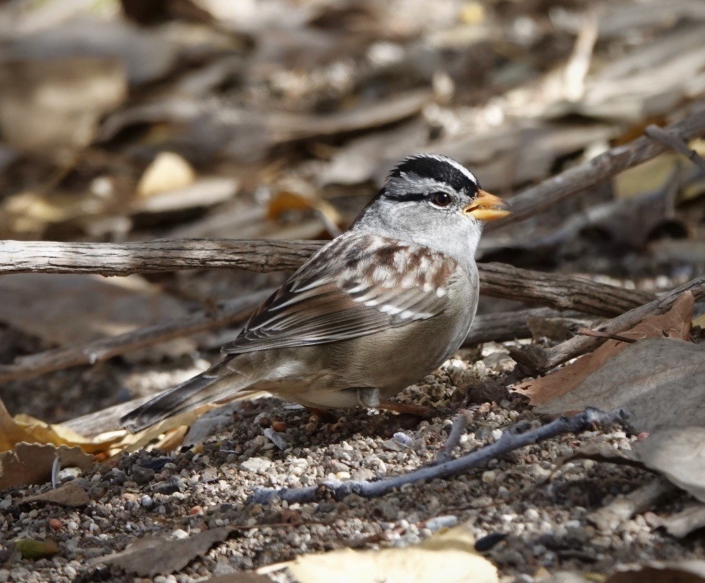 White-crowned Sparrow (Gambel's) - ML646607573