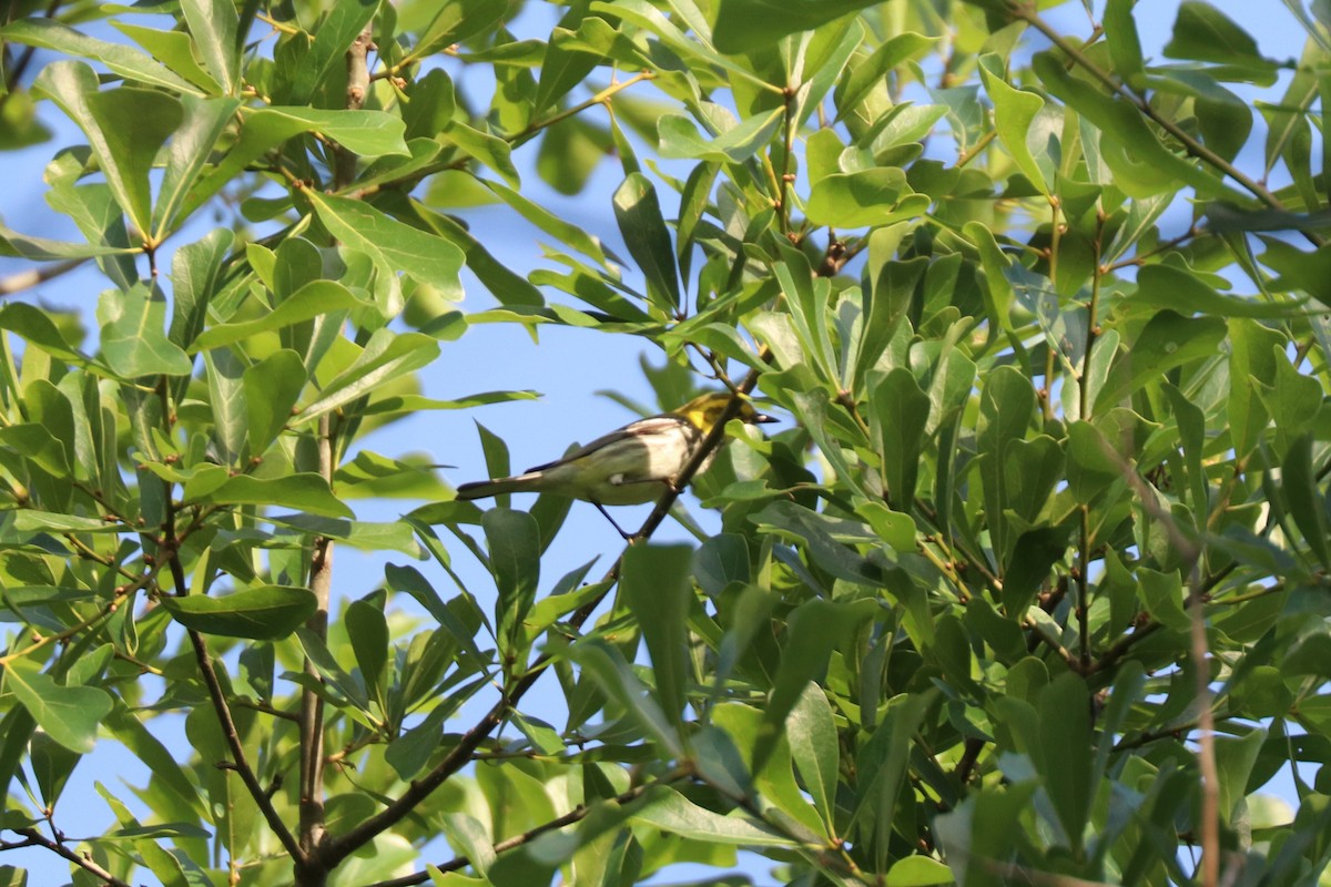 Black-throated Green Warbler - ML646607574