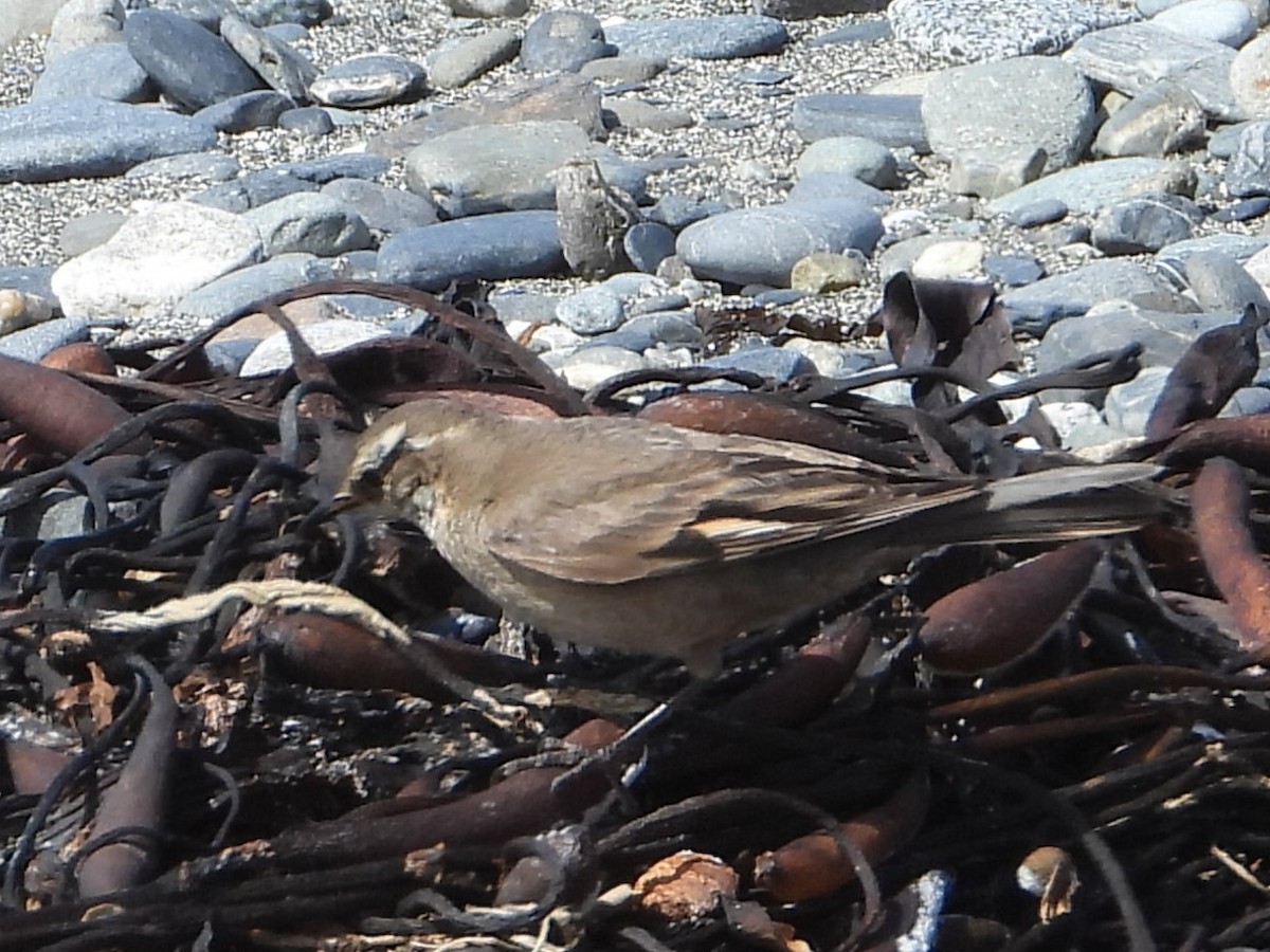 Buff-winged Cinclodes - ML646607576