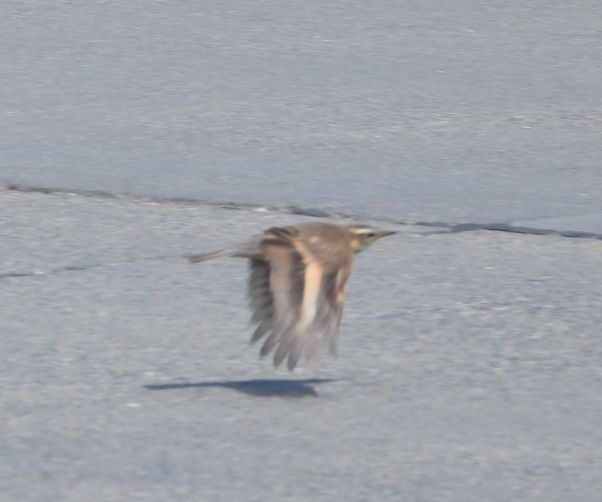 Buff-winged Cinclodes - ML646607577