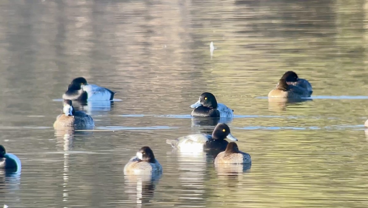 Lesser Scaup - ML646607579