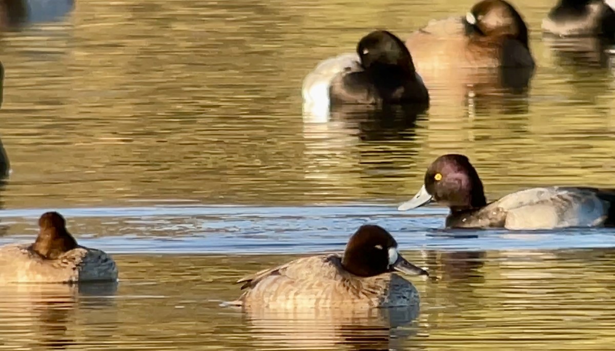 Lesser Scaup - ML646607580