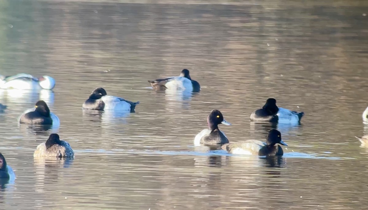 Lesser Scaup - ML646607581