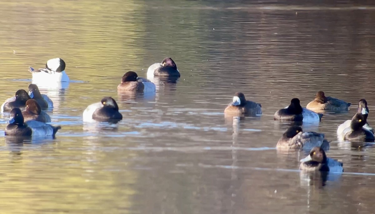 Lesser Scaup - ML646607582