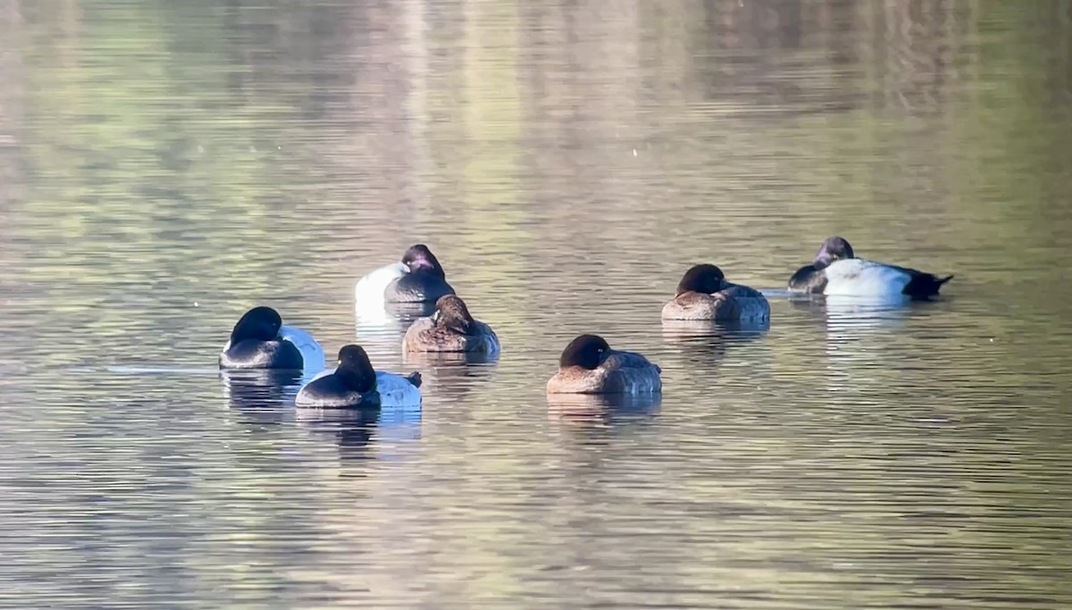 Lesser Scaup - ML646607583