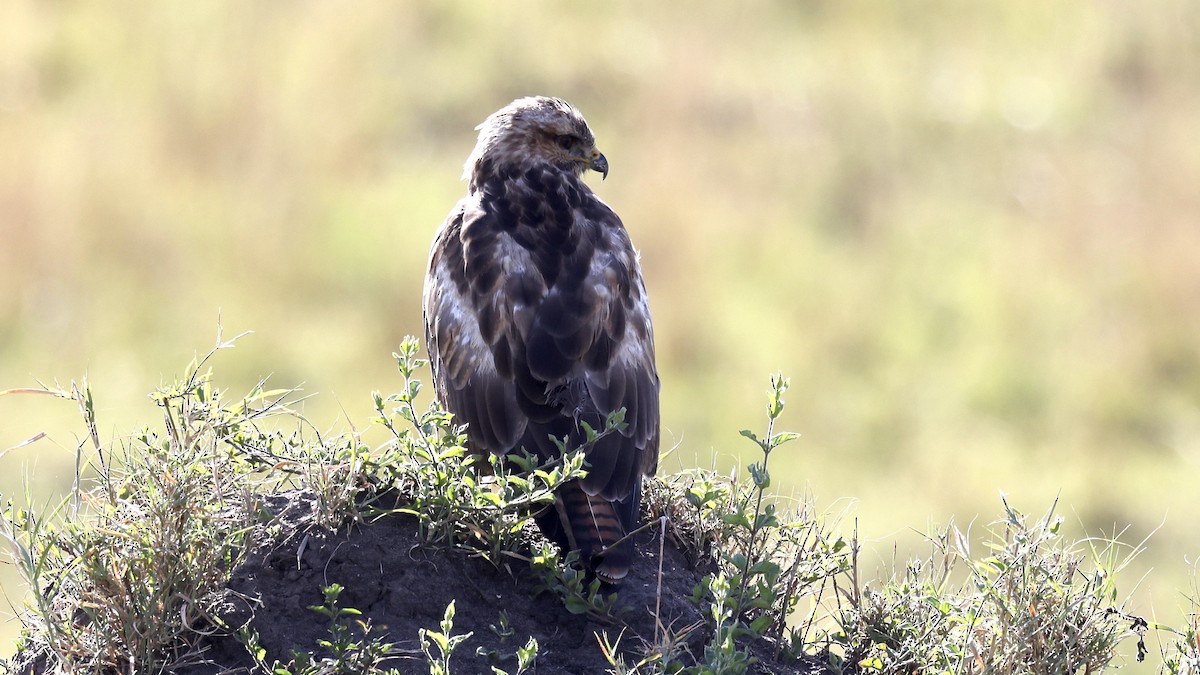 靴隼鵰 - ML646607585