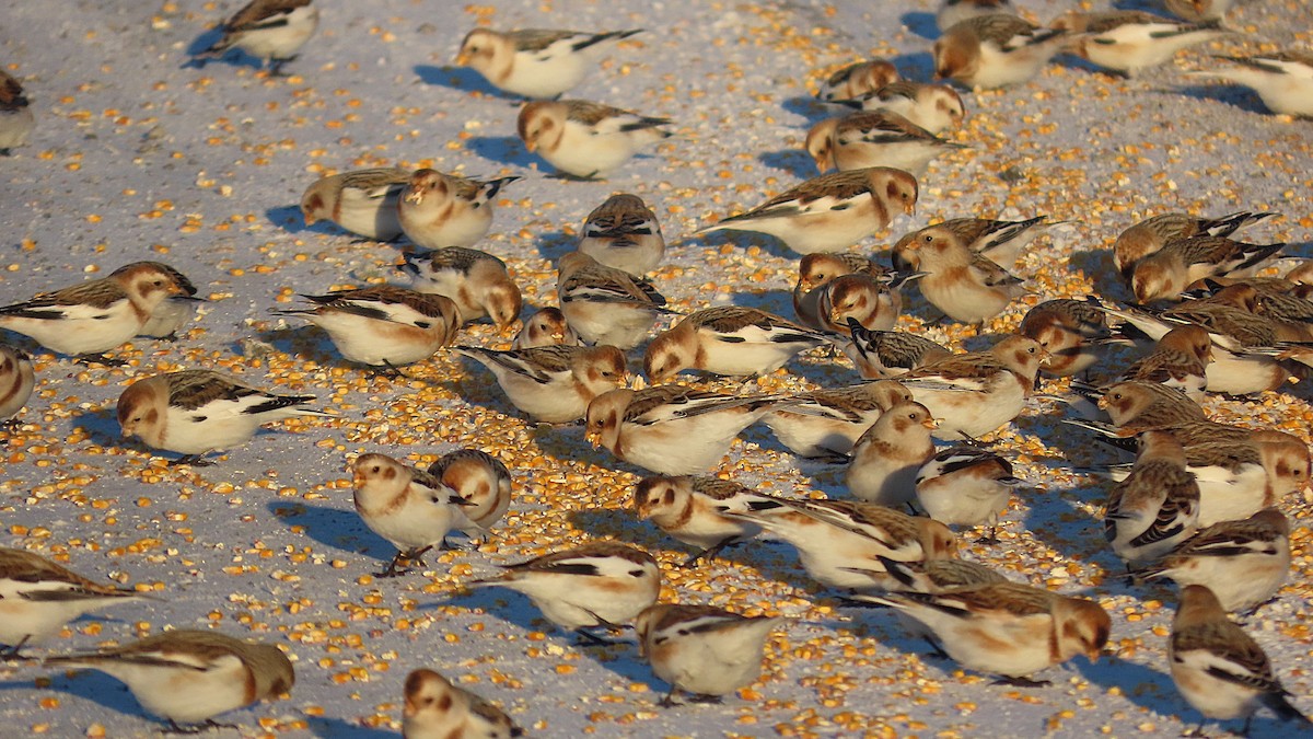 Snow Bunting - ML646607586
