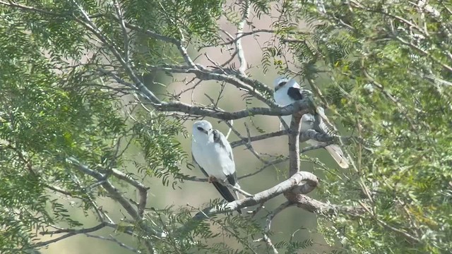 White-tailed Kite - ML646607587