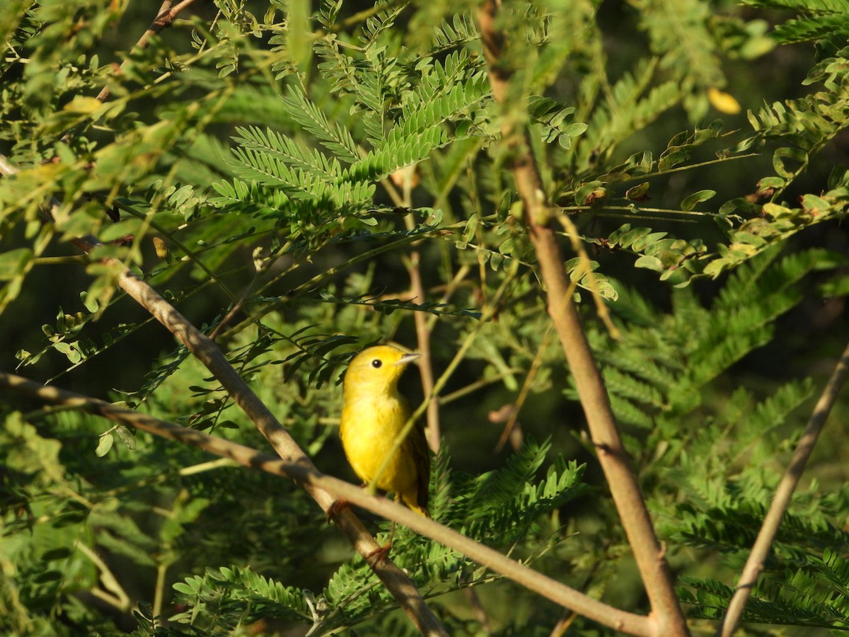 Пісняр-лісовик жовтий північний - ML646607588