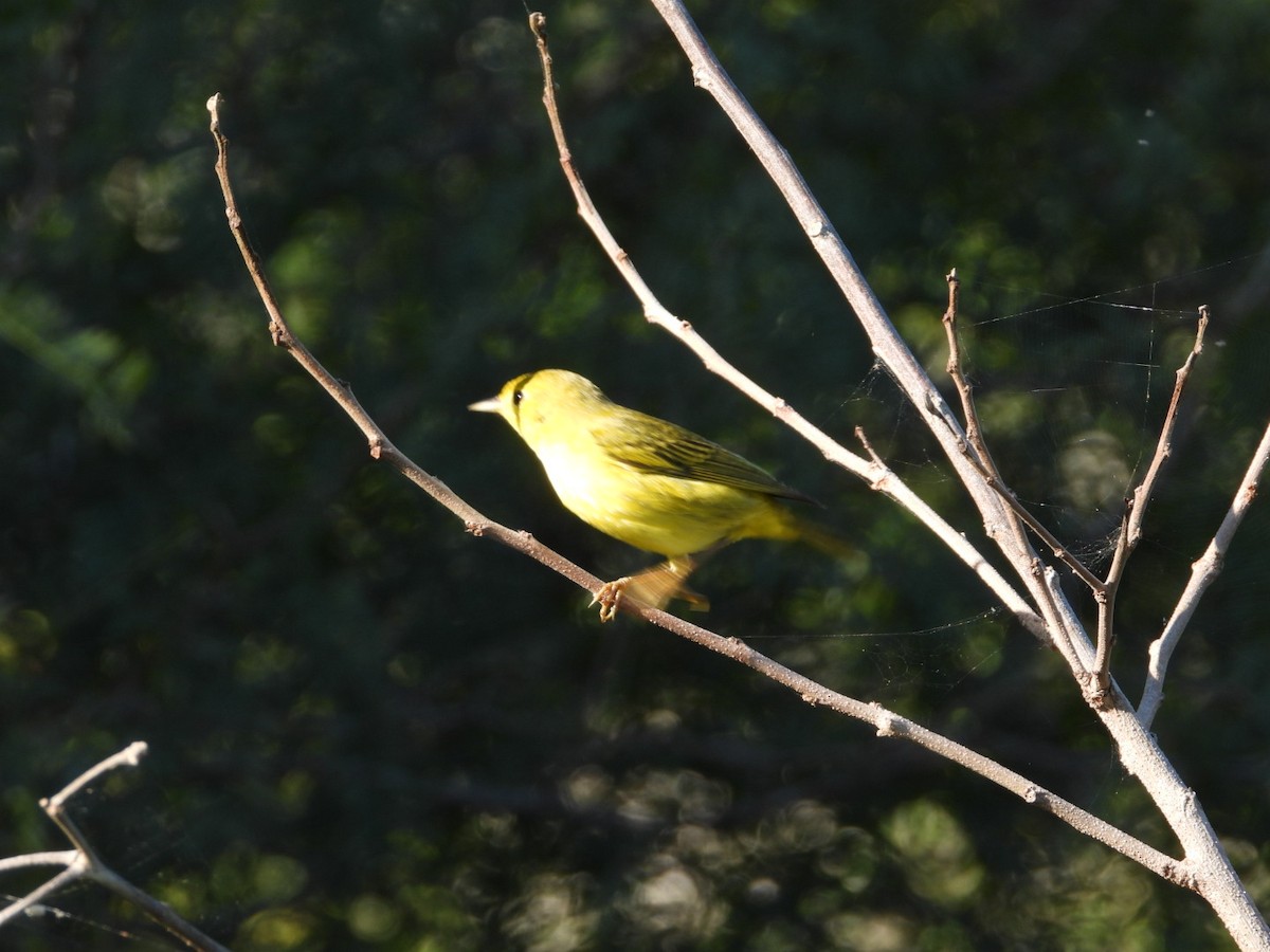 Пісняр-лісовик жовтий північний - ML646607589