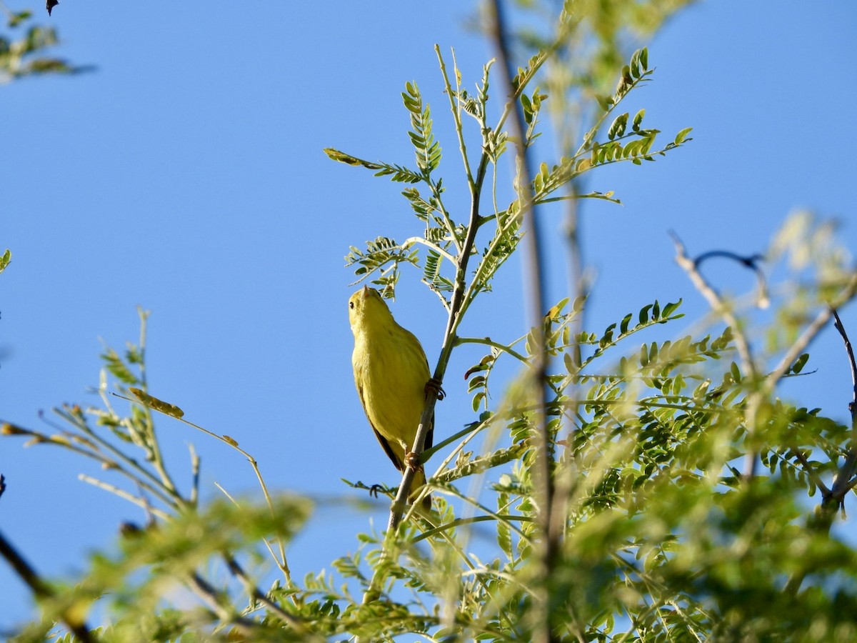 Пісняр-лісовик жовтий північний - ML646607590