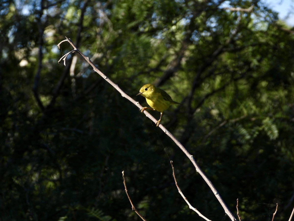 Пісняр-лісовик жовтий північний - ML646607591