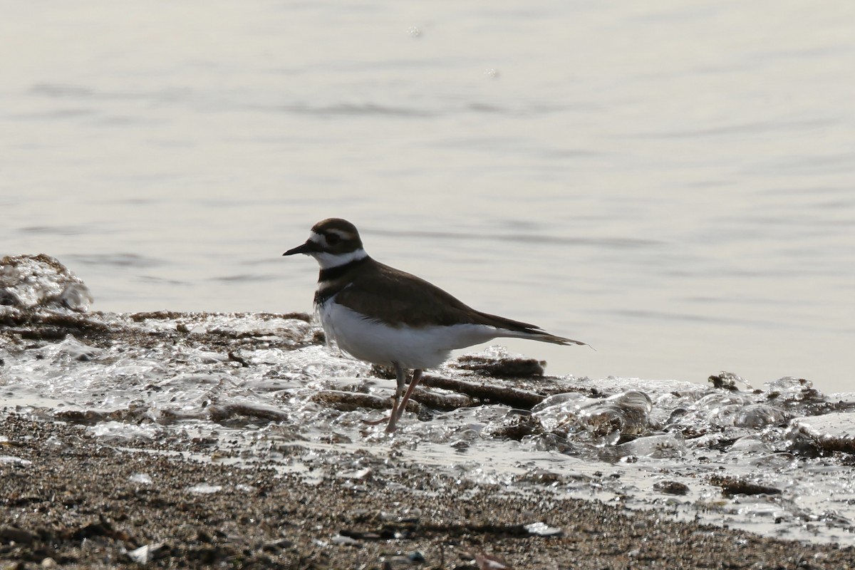Killdeer - ML646607592
