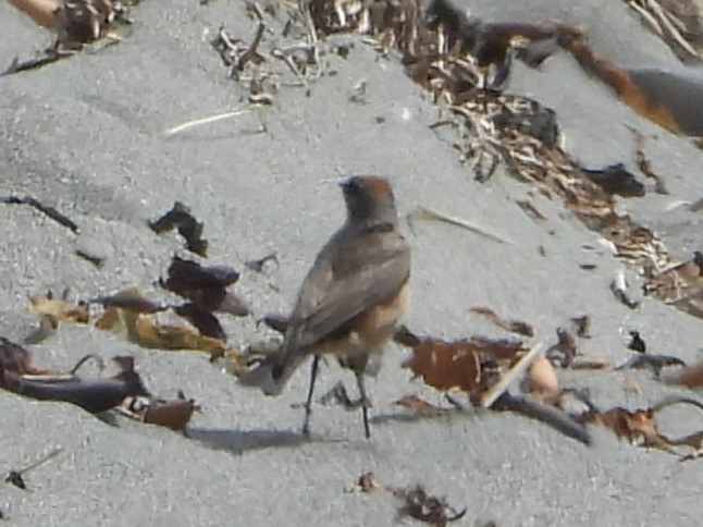 kanelmarktyrann - ML646607596