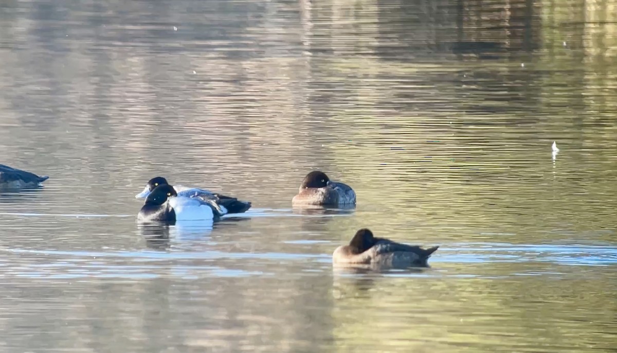 Greater Scaup - ML646607597