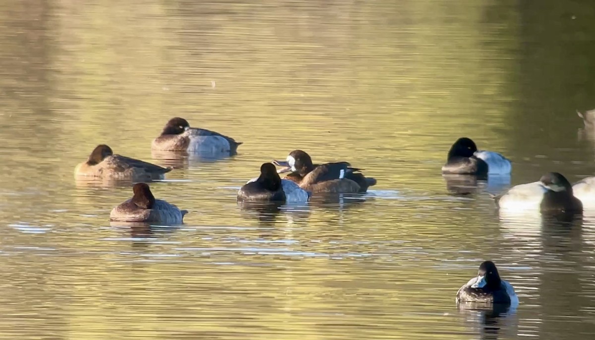 Greater Scaup - ML646607598