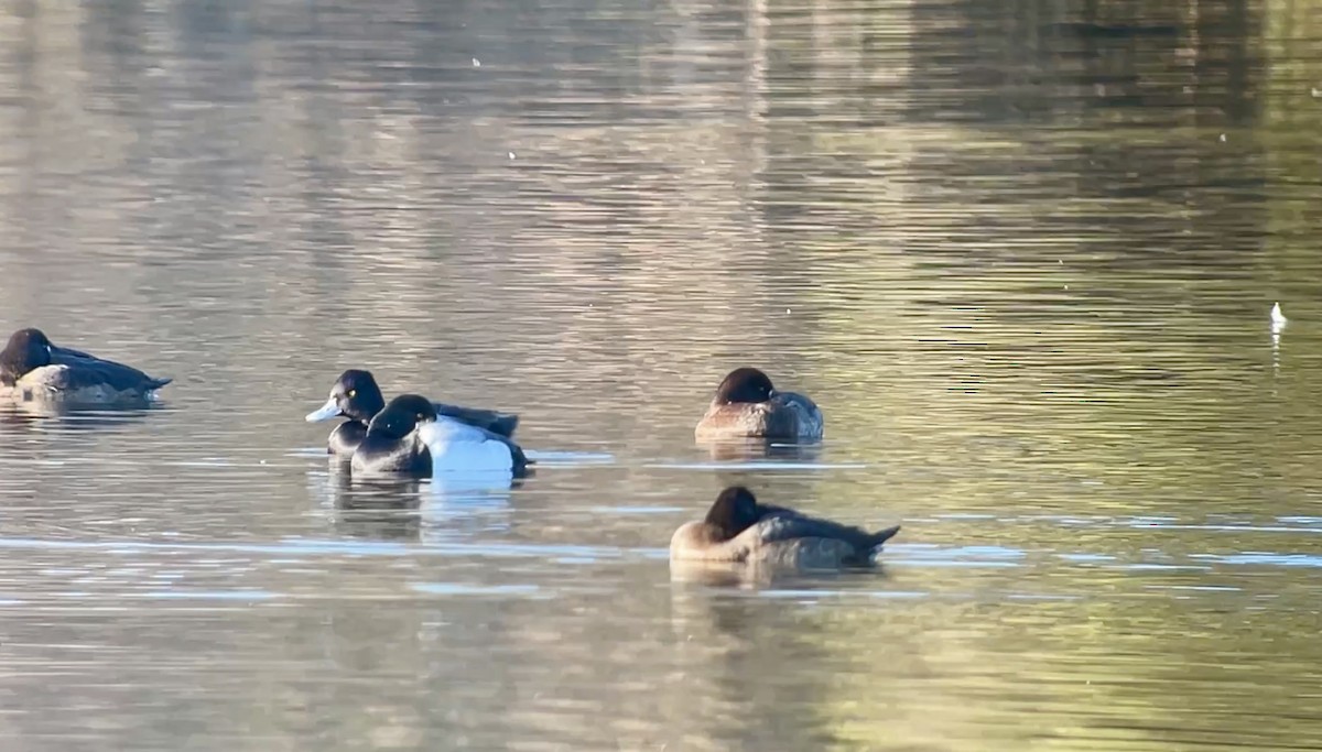 Greater Scaup - ML646607599