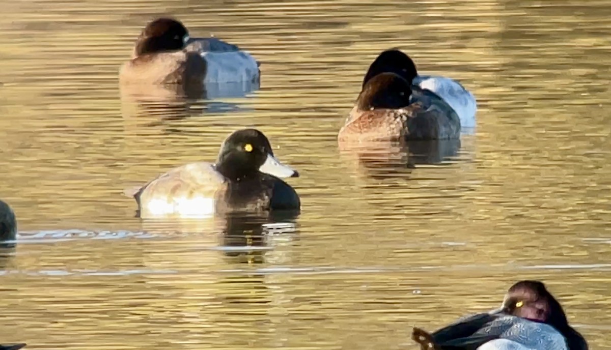 Greater Scaup - ML646607600