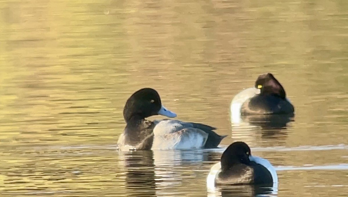 Greater Scaup - ML646607601