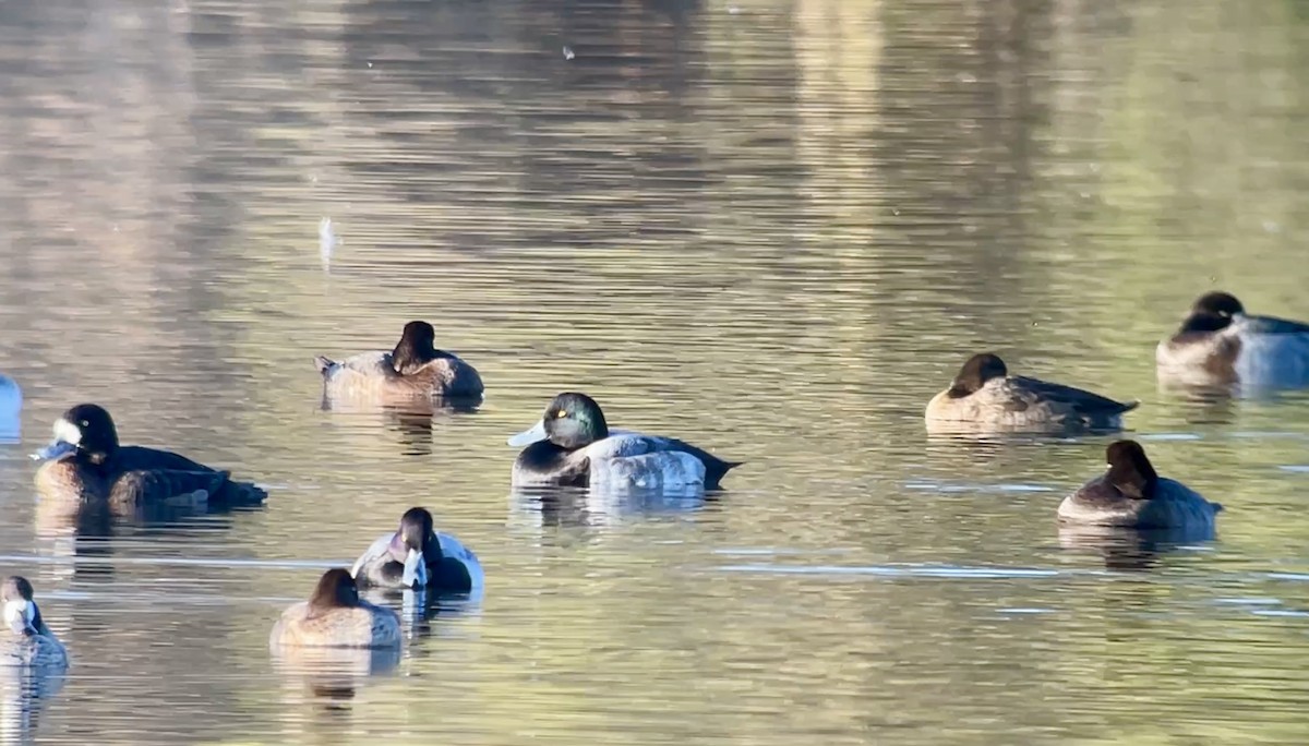 Greater Scaup - ML646607602
