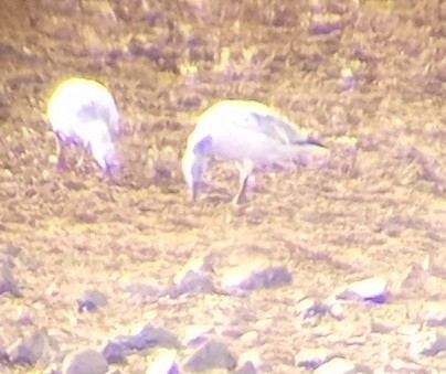 Ross's Goose - ML646607603