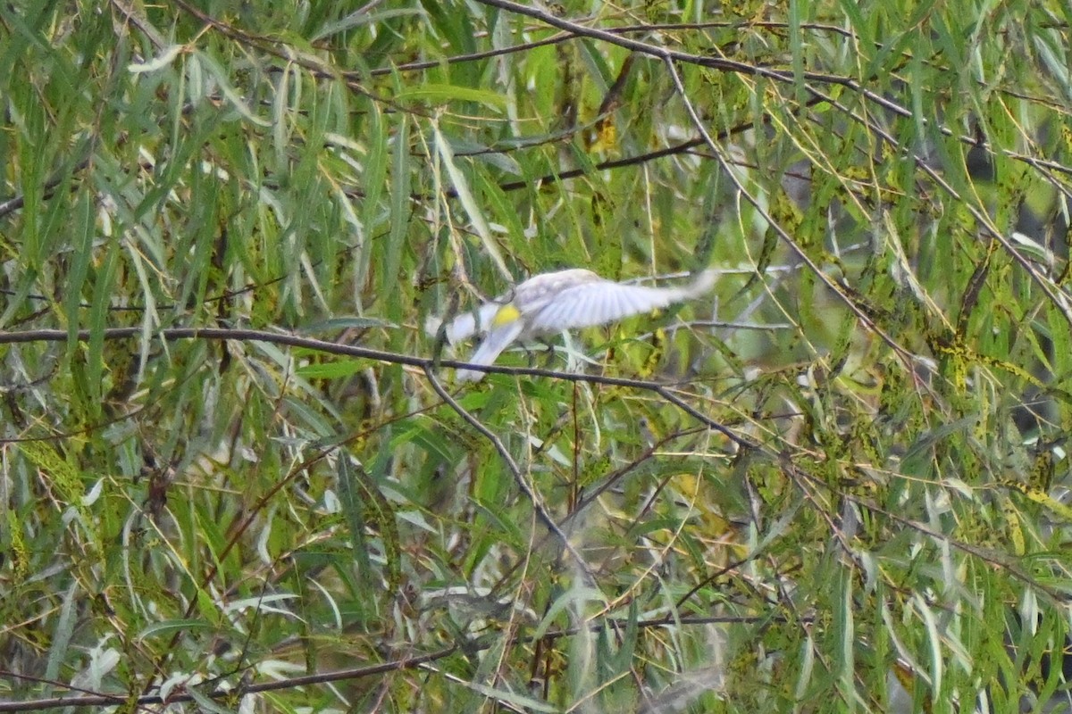 Yellow-rumped Warbler - ML646607604