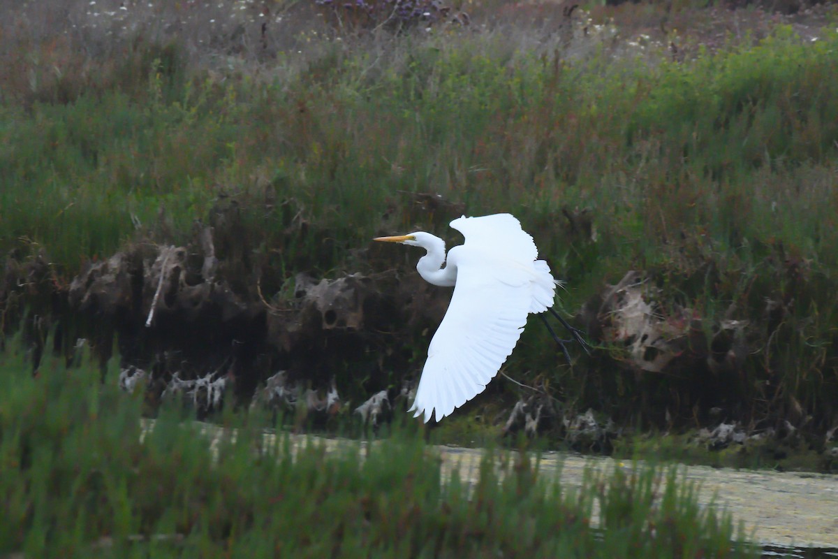 Цасч дэглий - ML646607605