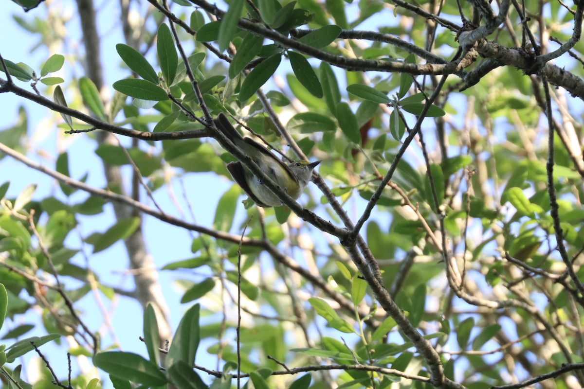 White-eyed Vireo - ML646607607