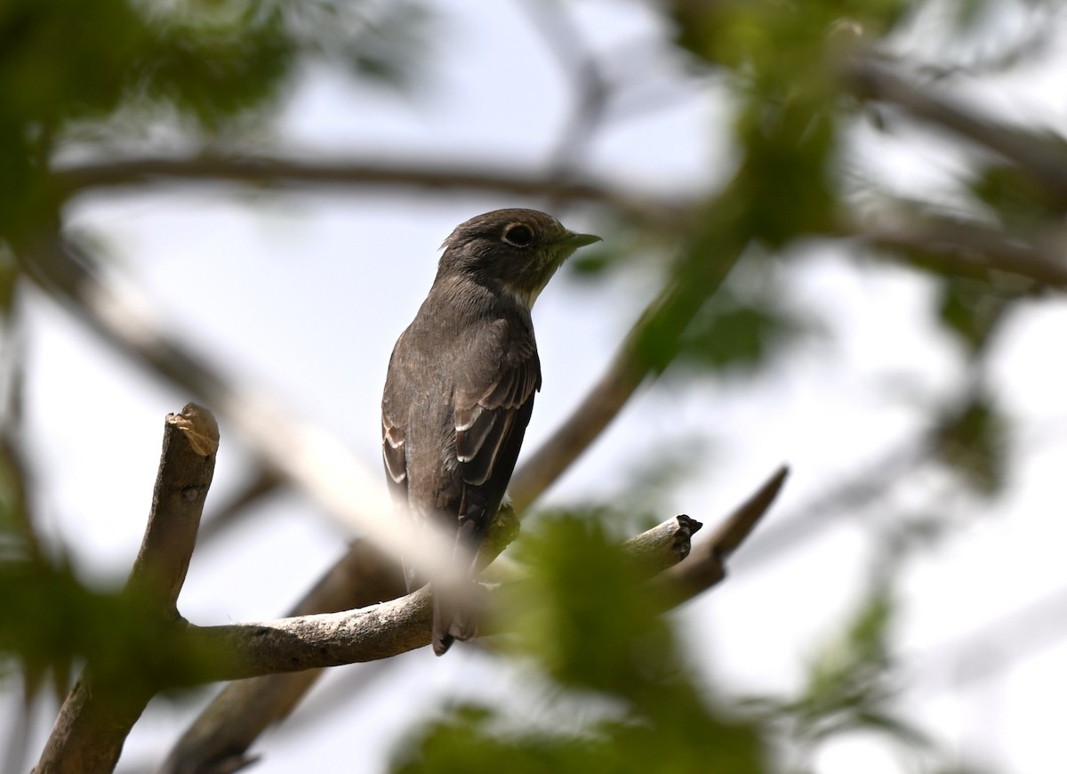 gråflankefluesnapper - ML646607608