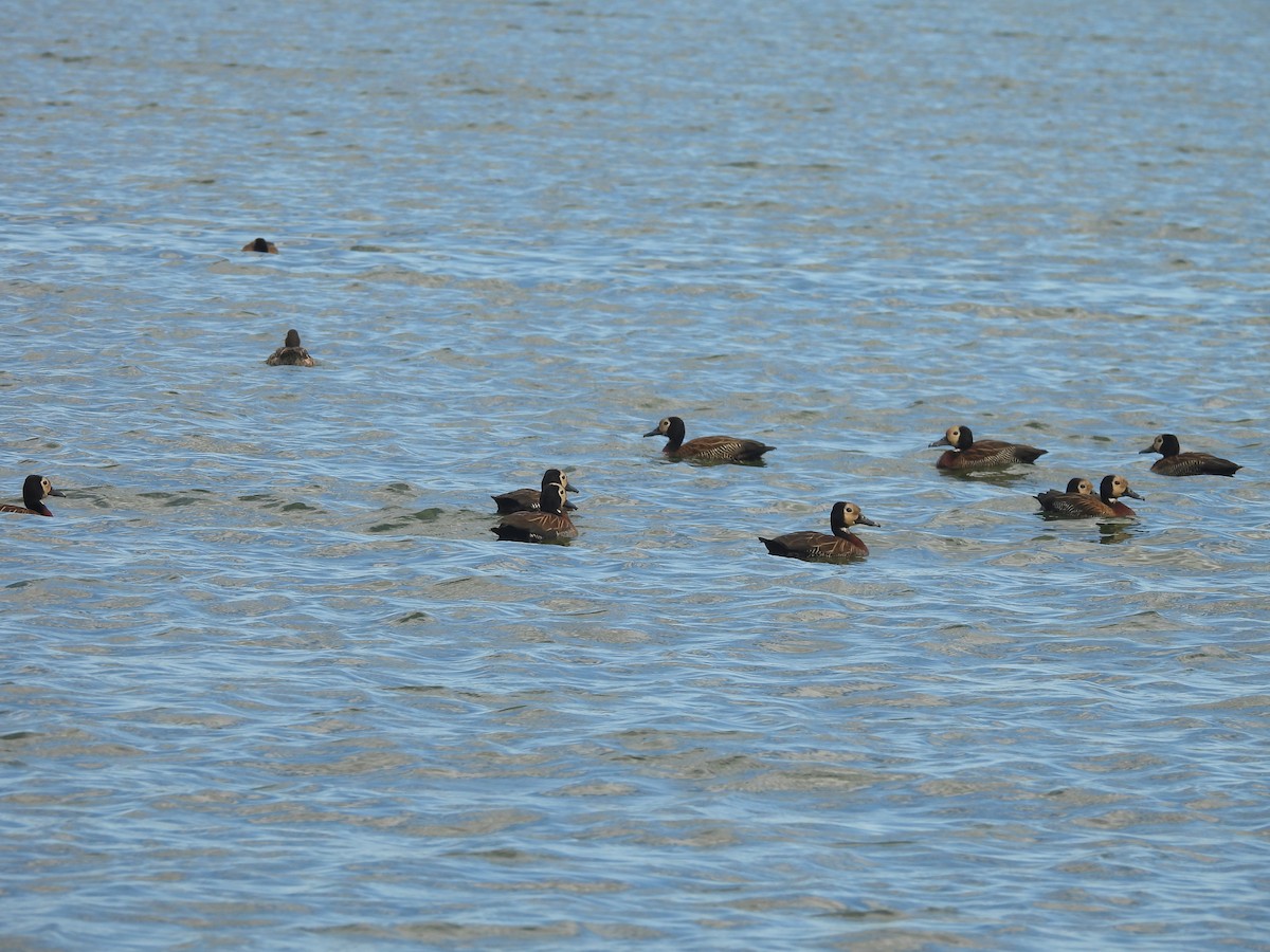 Dendrocigna facciabianca - ML646607611