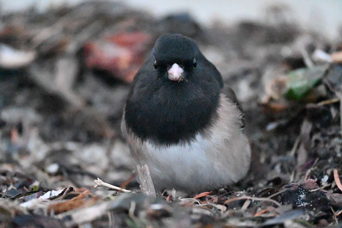 Dark-eyed Junco - ML646607615