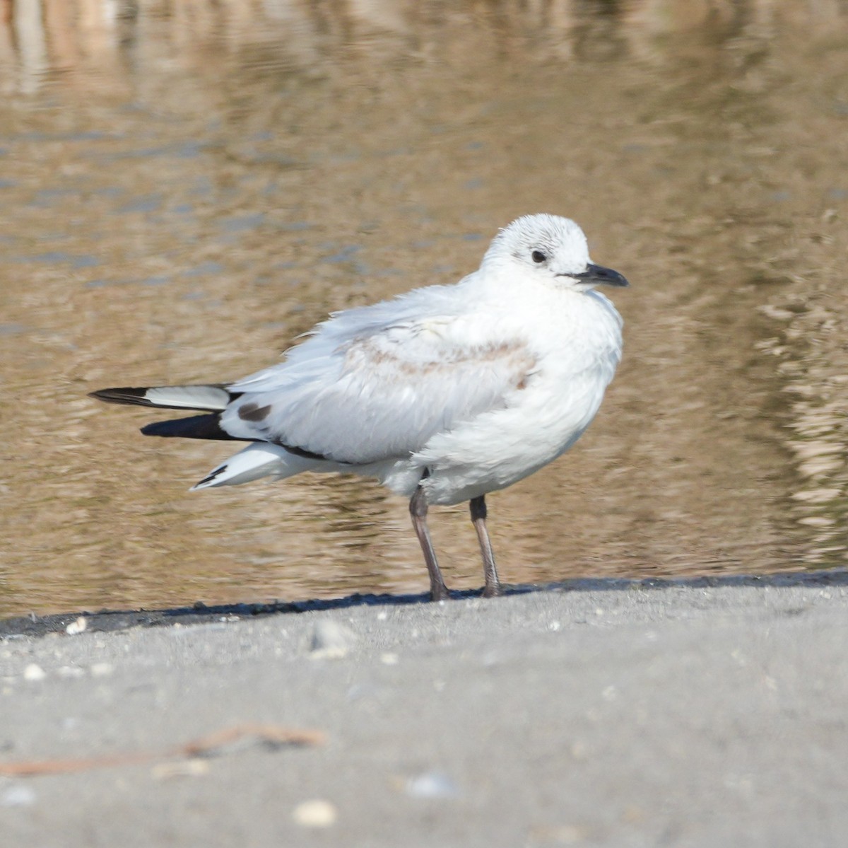 Andean Gull - ML646607617