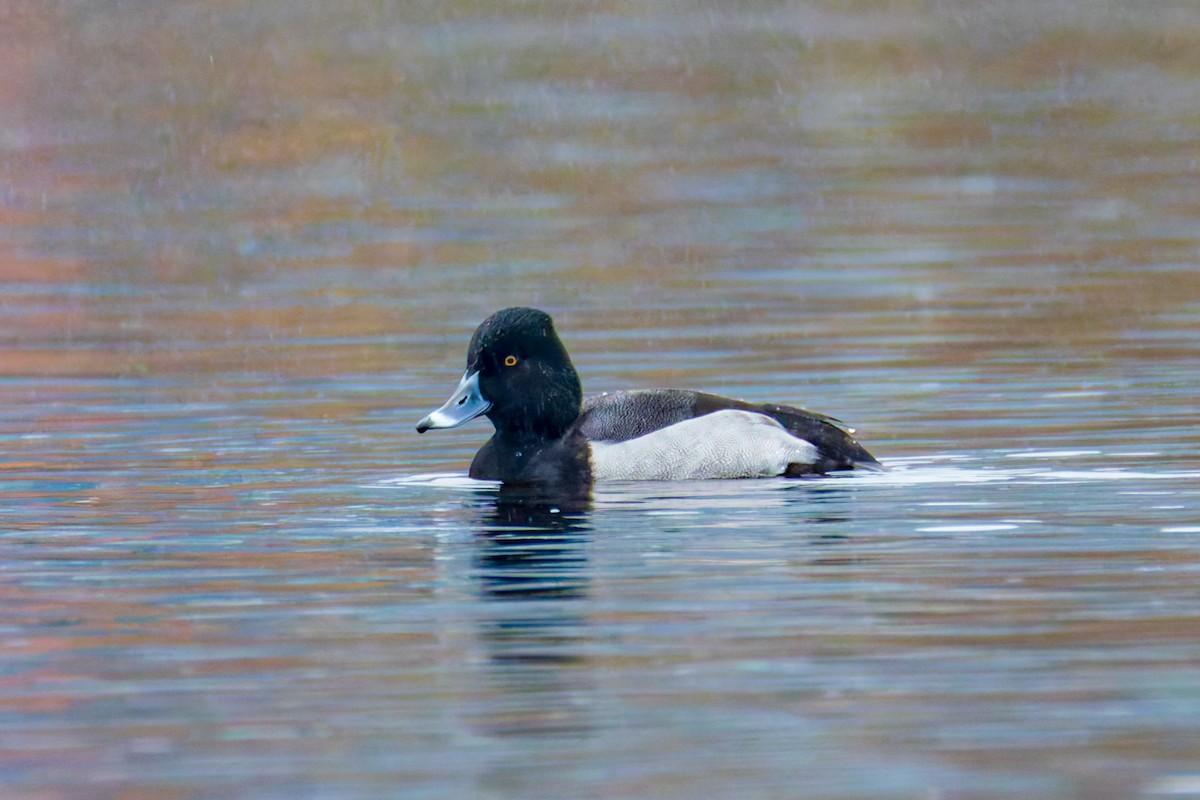 Murgilari lepokoduna x txikia (hibridoa) - ML646607618