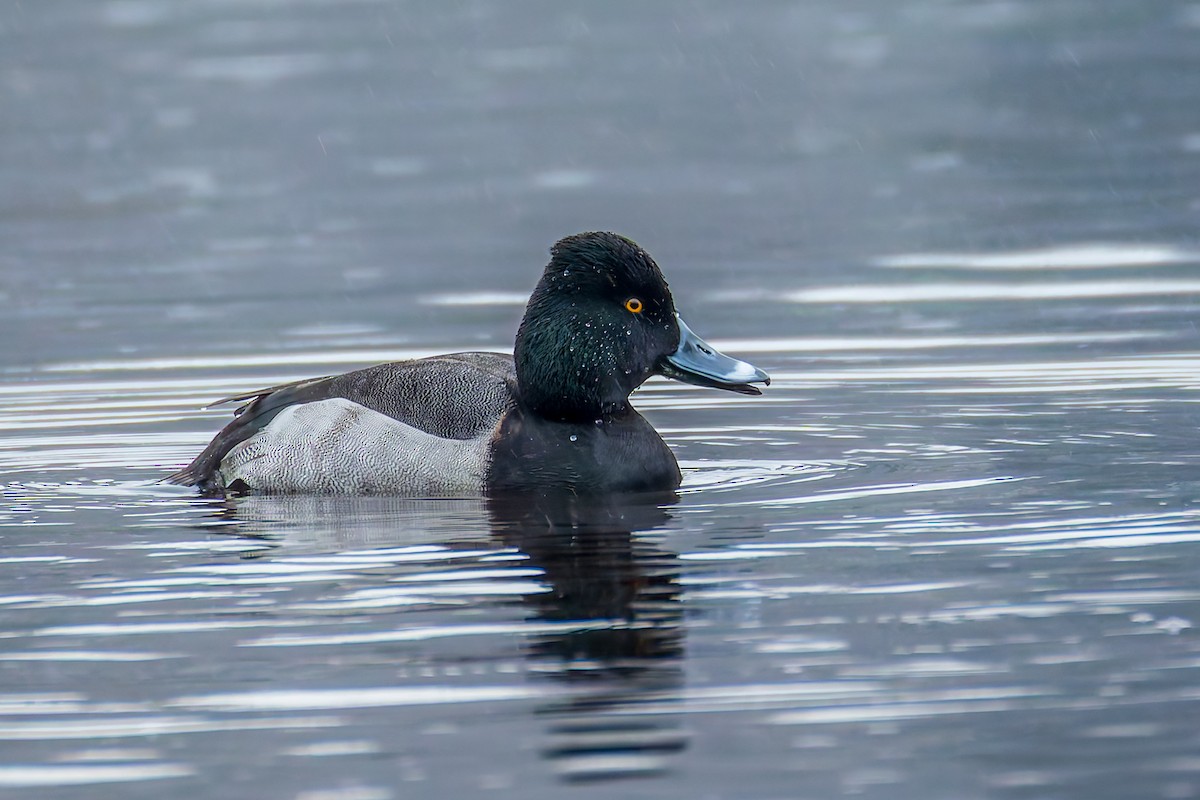 Murgilari lepokoduna x txikia (hibridoa) - ML646607619