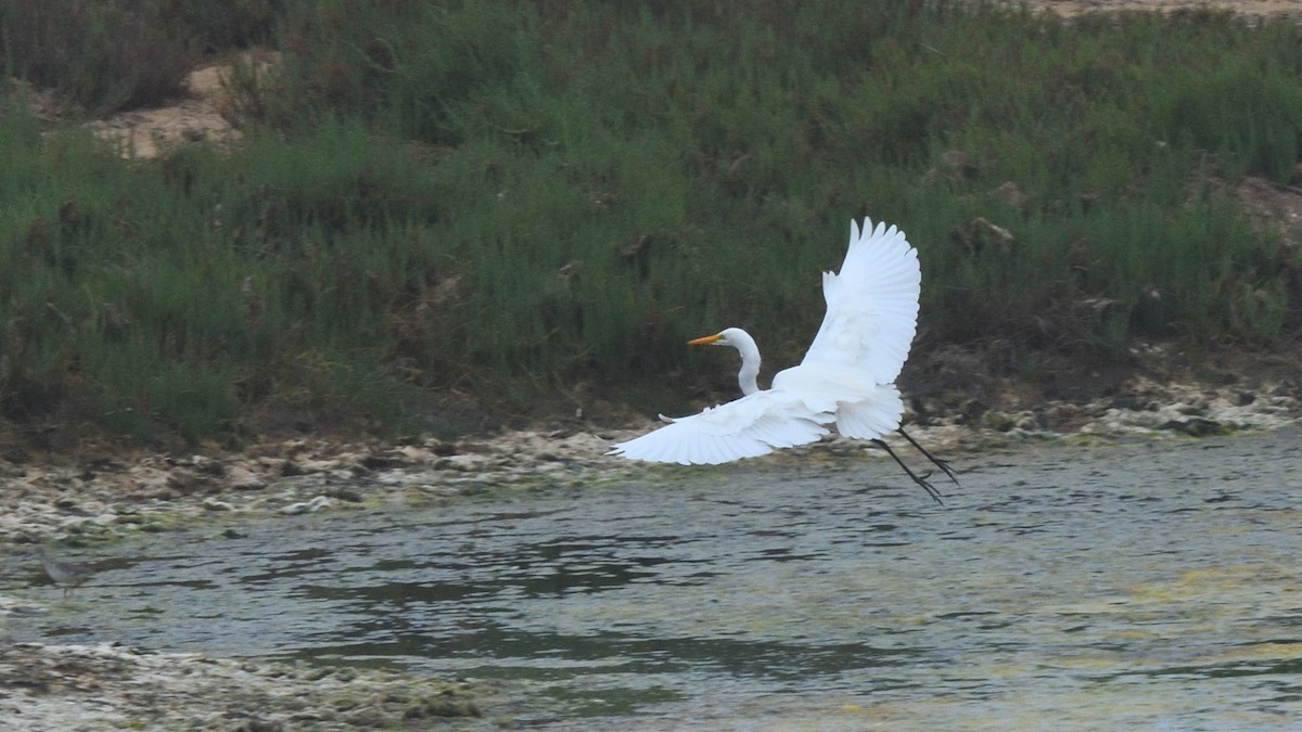 Цасч дэглий - ML646607621