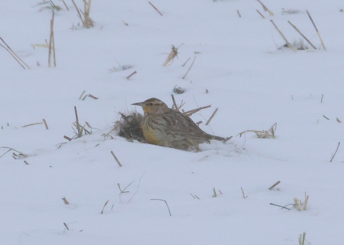 Western Meadowlark - ML646607622