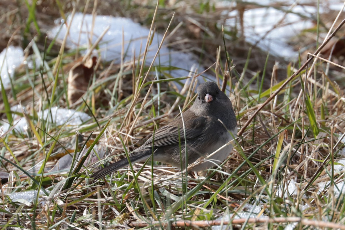 Dark-eyed Junco - ML646607624