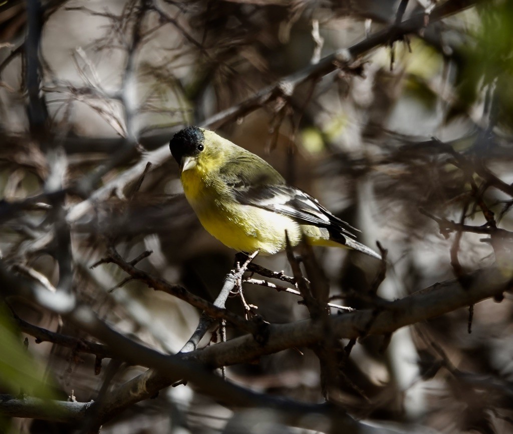Lesser Goldfinch - ML646607626