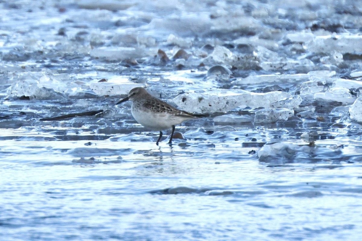 Бонапартов песочник - ML646607627